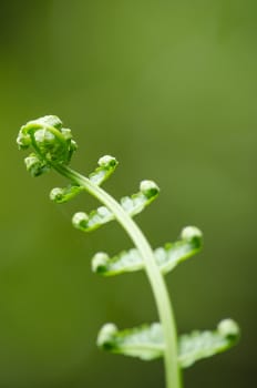 green fern and green backgroud