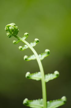 green fern and green backgroud