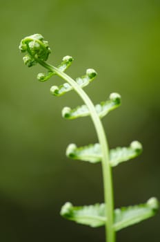 green fern and green backgroud