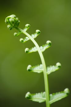green fern and green backgroud