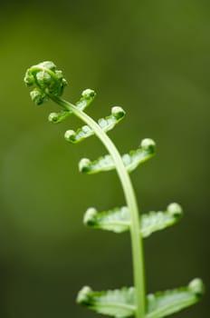green fern and green backgroud