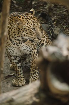 one of the five big cats in the genus Panthera. It is a member of the family Felidae