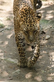 one of the five big cats in the genus Panthera. It is a member of the family Felidae