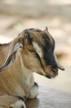 The goat is a member of the family Bovidae and is closely related to the sheep as both are in the goat-antelope