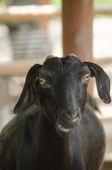 The goat is a member of the family Bovidae and is closely related to the sheep as both are in the goat-antelope