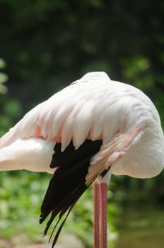 Pink flamingo live in lake and have green background