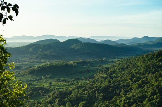 forest and blue sky is background