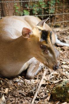 The Fea's Muntjac or Tenasserim muntjac (Muntiacus feae) is a rare species of muntjac native to China, Laos, Myanmar, Thailand and Vietnam. Red List of Threatened Species