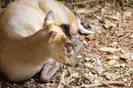 The Fea's Muntjac or Tenasserim muntjac (Muntiacus feae) is a rare species of muntjac native to China, Laos, Myanmar, Thailand and Vietnam. Red List of Threatened Species