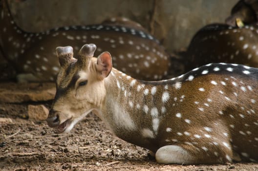 Chital or cheetal deer (Axis axis), also known as spotted deer or axis deer in the forest