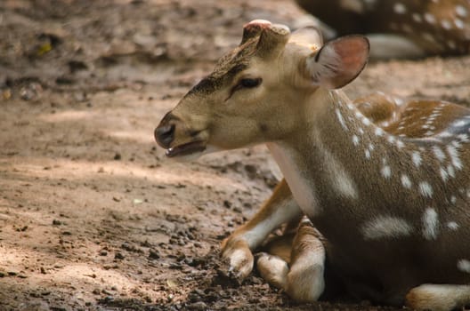 Chital or cheetal deer (Axis axis), also known as spotted deer or axis deer in the forest