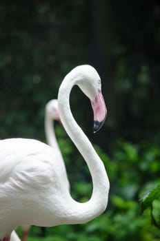 Pink flamingo live in lake and have green background