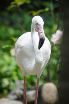 Pink flamingo live in lake and have green background