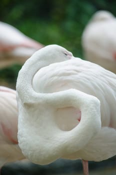 Pink flamingo live in lake and have green background