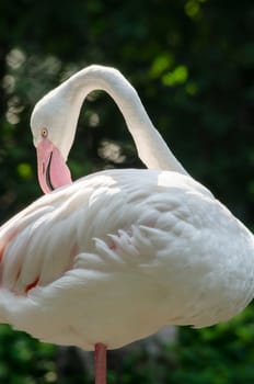 Pink flamingo live in lake and have green background