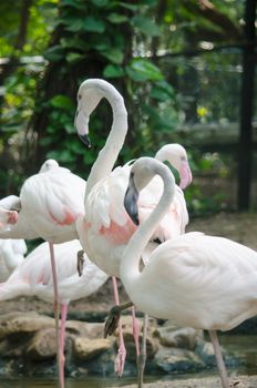 Pink flamingo live in lake and have green background