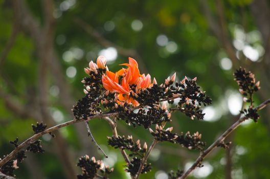 green leaf background in forest , have many species flora . background have many  colour in frame