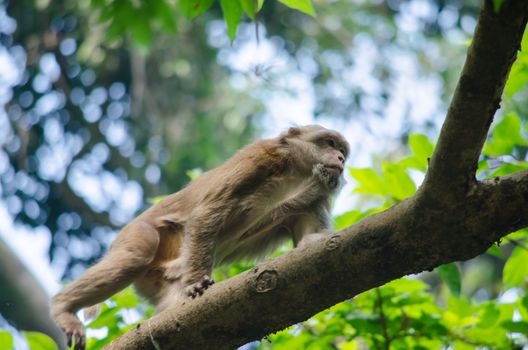 monkey is climbing on the tree for eat friut in forest