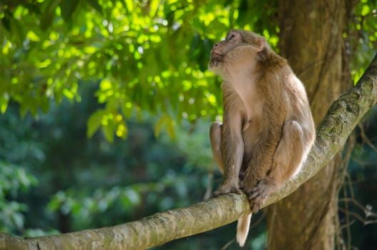monkey is climbing on the tree for eat friut in forest