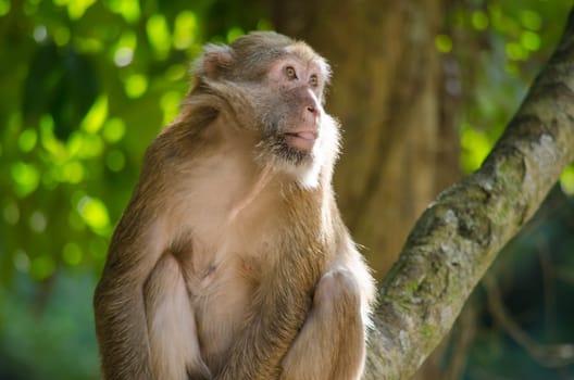 monkey is climbing on the tree for eat friut in forest