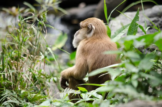 monkey is climbing on the tree for eat friut in forest