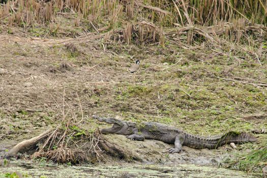 crocodiles or true crodiles are large aquatic reptiles that live throughout the tropics in africa,asia, the americas and australia ,order Crocodilia, which includes Tomistoma , the alligators and caimans ,the gharials, and all other living and fossil Crocodylomorpha.