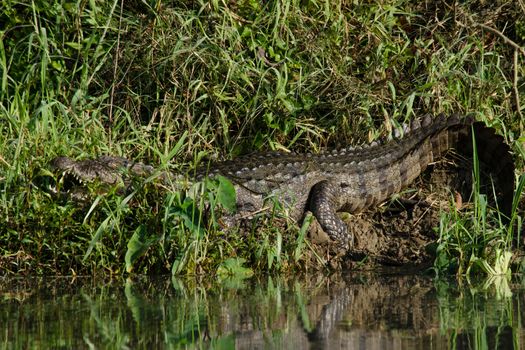 crocodiles or true crodiles are large aquatic reptiles that live throughout the tropics in africa,asia, the americas and australia ,order Crocodilia, which includes Tomistoma , the alligators and caimans ,the gharials, and all other living and fossil Crocodylomorpha.