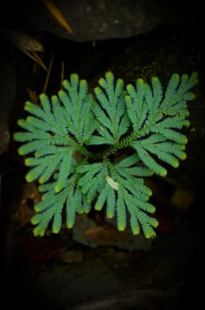 green leaf background in forest , have many species flora . background have many  colour in frame