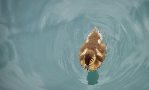 Little cutie duckling on lake