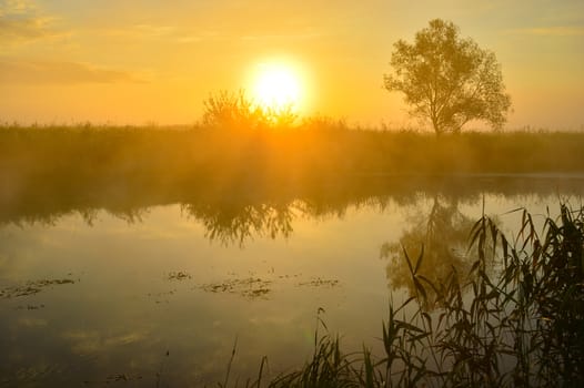 Photo with a summer sunrise by river and tree.