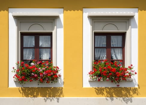 Beautiful red flowers in closed windows. Front view