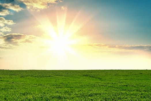 Grass on field during sunrise. Agricultural landscape in the summer time