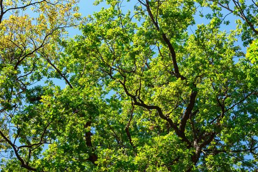 nature green leaves Against the blue sky