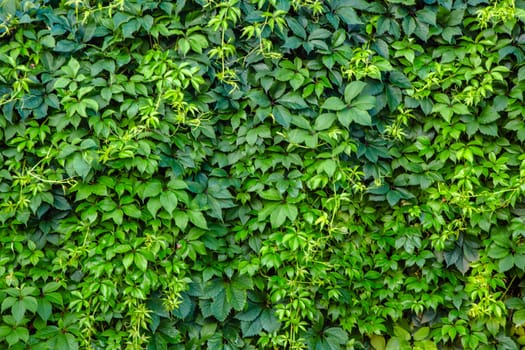 green leaf wall for background,Ornamental shrubs ,Wall shrubs