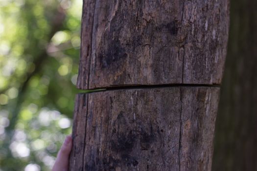 old tree is severed but continues to grow