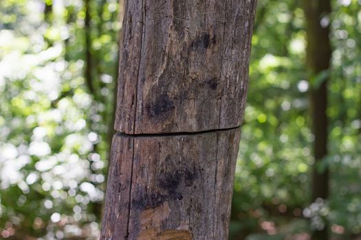 old tree is severed but continues to grow