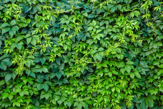 green leaf wall for background,Ornamental shrubs ,Wall shrubs