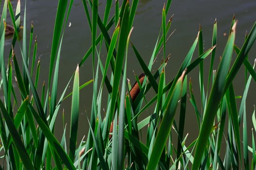 Reeds by the lake close up On the lake