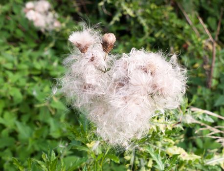 gorgeous close up lot of detail of many fluffy white milk thistle flower heads; UK