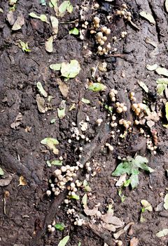 a collection of small growing mushrooms in the dirt soil on ground; UK