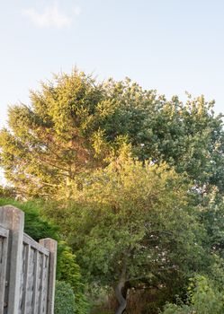big tree in back garden half sun lit sunset ; UK