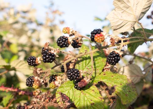 black lush and ripe blackberries outside on brambles; UK