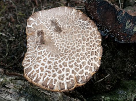 close uk texture of big mushroom on the ground outside; UK
