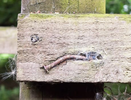 close up of belt and old nail in wooden post; UK