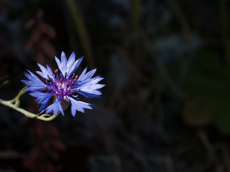 Vivid blue Cornflower against dark background with space for copy or text.