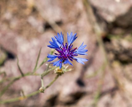 Vivid blue Cornflower against light background.