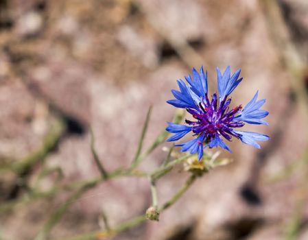 Vivid blue Cornflower against light background with space for copy or text.