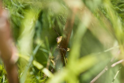 Egyptian Locust with one striped eye showing as it peeps from behind stalk.