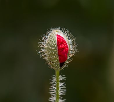 Partly open flower bud of Field Poppy