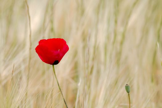 Vivid red Field Poppy against light background.